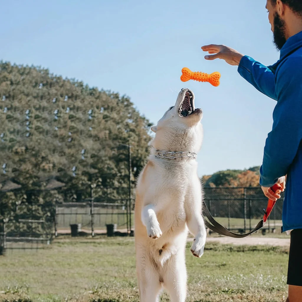 Jouets à mâcher pour chiens de taille moyenne, jouets grinçants en caoutchouc naturel Durable, jouets de dentition en forme d'os pour chiot