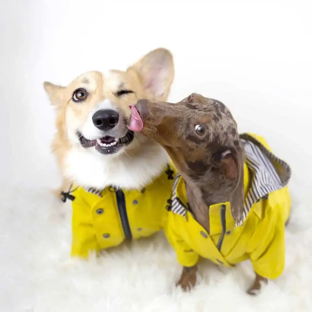 Imperméable Chien Mode (Cool) et Coupe-Vent | Veste Sport Haute Densité pour Petit, Moyen et Grand Chien (Jaune)