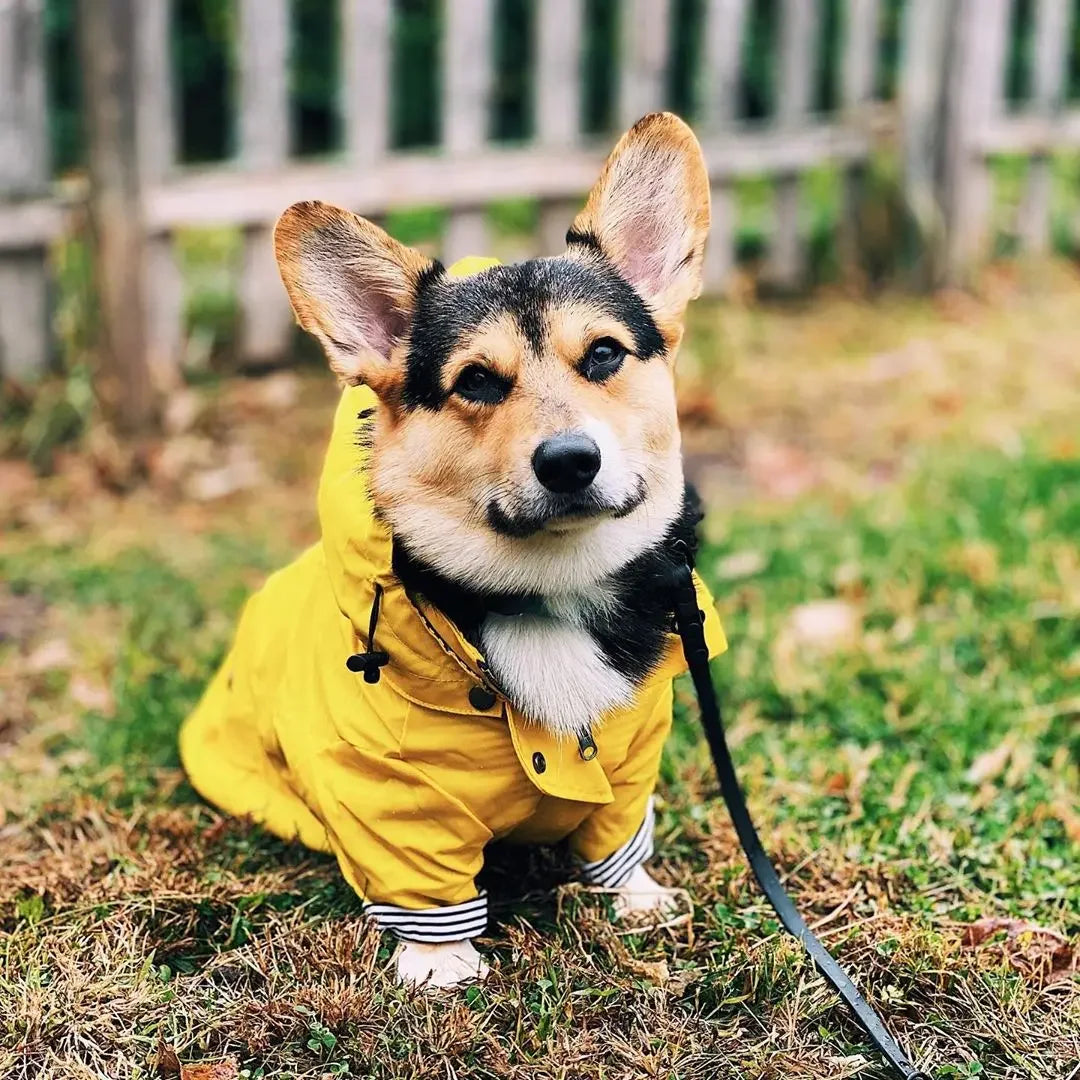 Imperméable Chien Mode (Cool) et Coupe-Vent | Veste Sport Haute Densité pour Petit, Moyen et Grand Chien (Jaune)