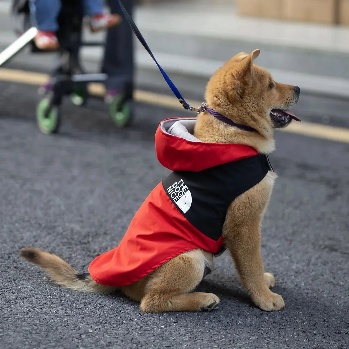 Chemise/Chemisier d'Été Légère pour Chiot | Vêtements Tendance, Doux pour Petit Chien (Fournitures Printemps/Été)