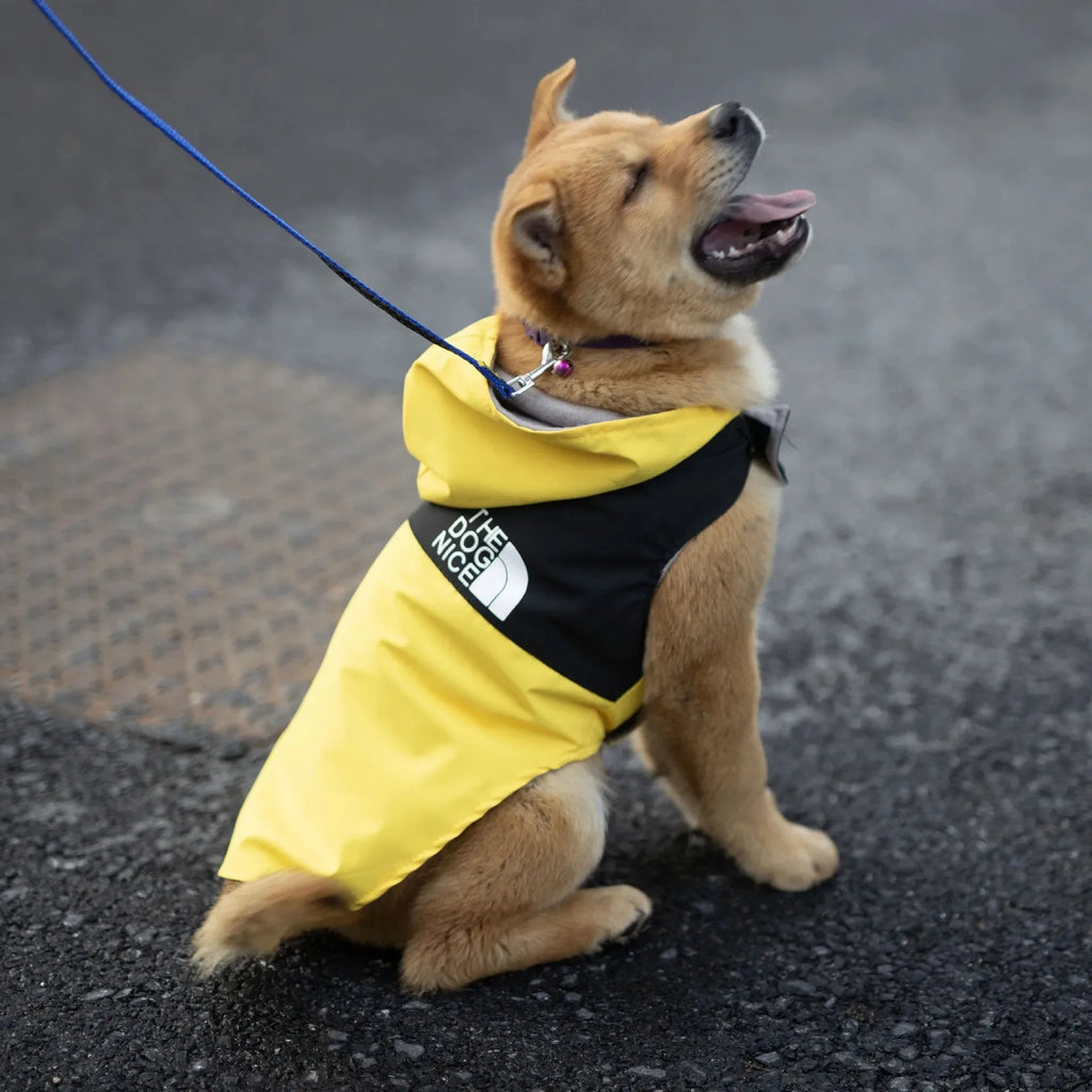Chemise/Chemisier d'Été Légère pour Chiot | Vêtements Tendance, Doux pour Petit Chien (Fournitures Printemps/Été)
