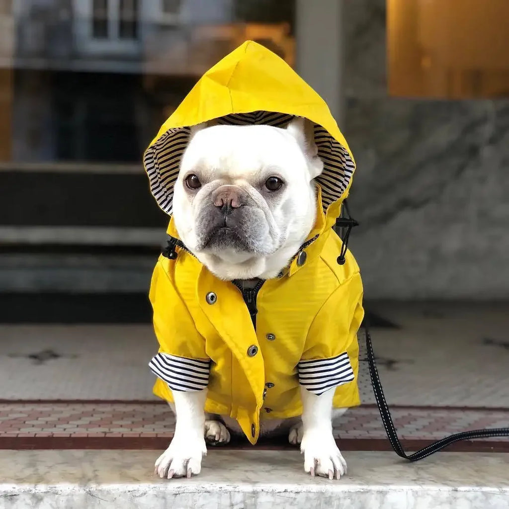 Imperméable Chien Mode (Cool) et Coupe-Vent | Veste Sport Haute Densité pour Petit, Moyen et Grand Chien (Jaune)
