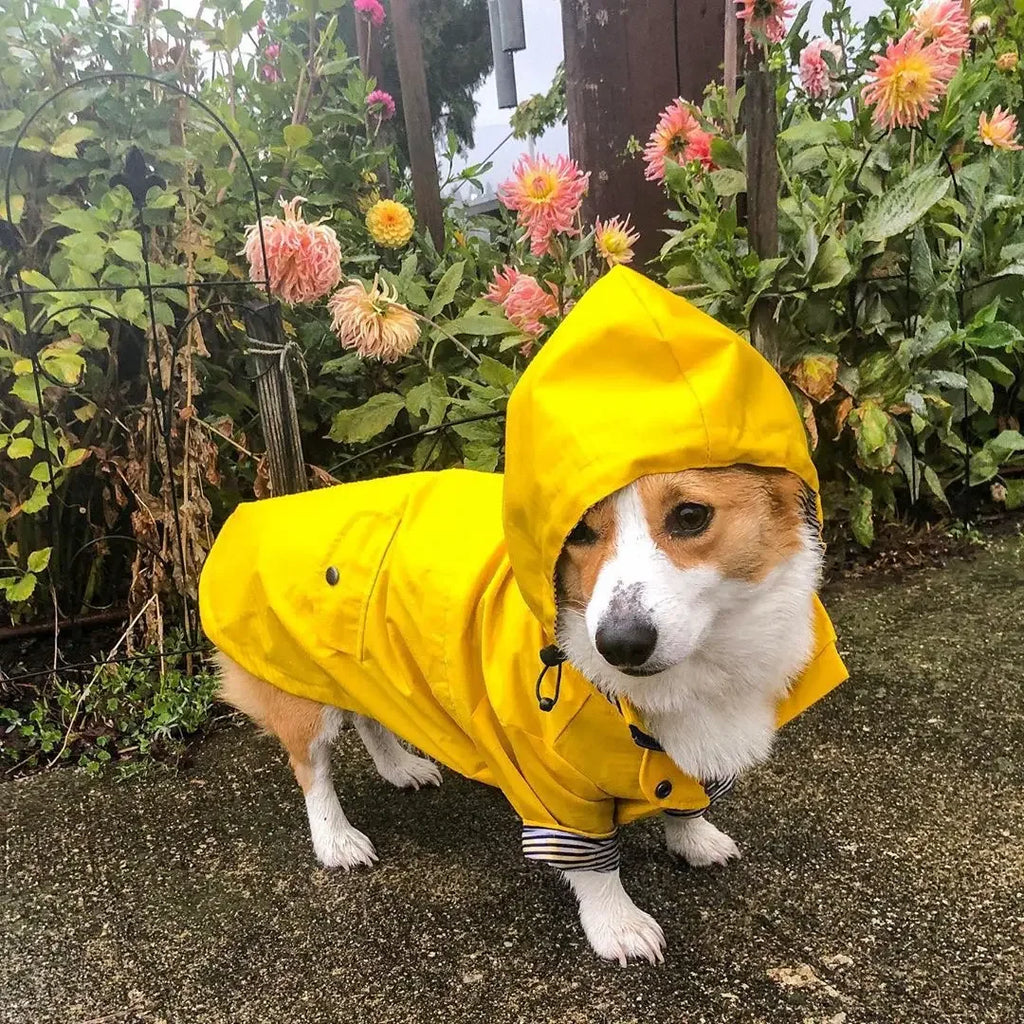 Imperméable Chien Mode (Cool) et Coupe-Vent | Veste Sport Haute Densité pour Petit, Moyen et Grand Chien (Jaune)